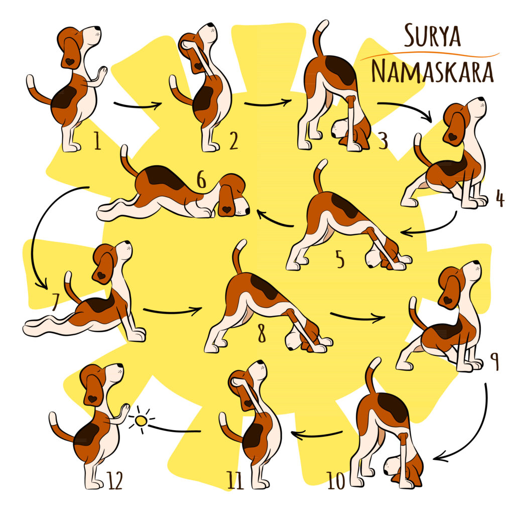 dog doing yoga position of Surya Namaskara.