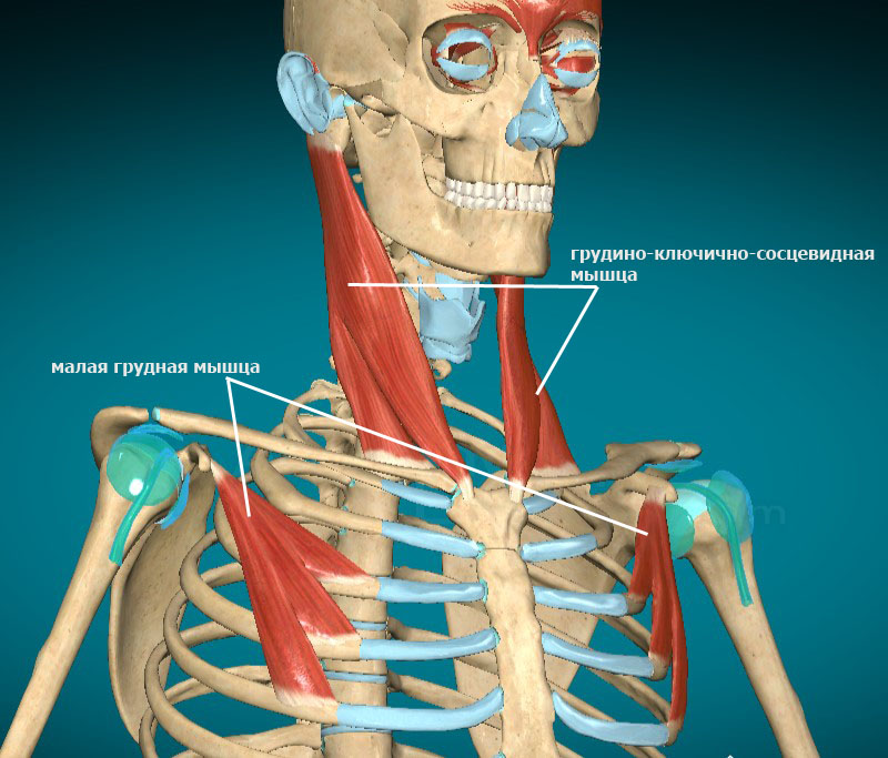 muscules bandha