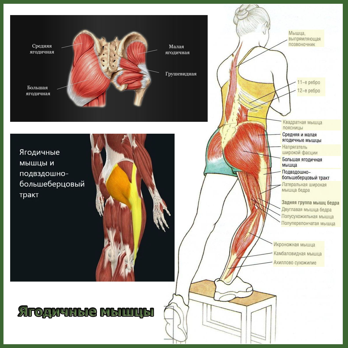 gluteal muscles