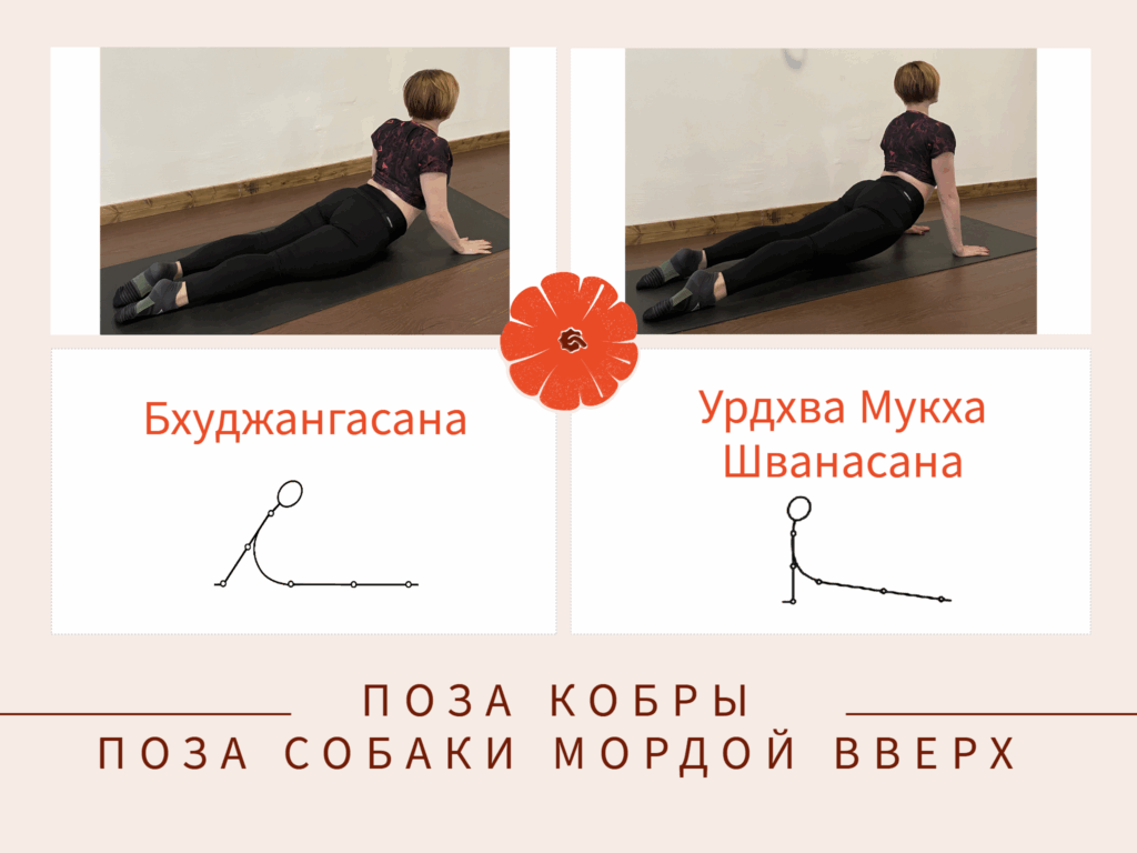 Bhudgangasana-Urdhva Mukha Shvanasana