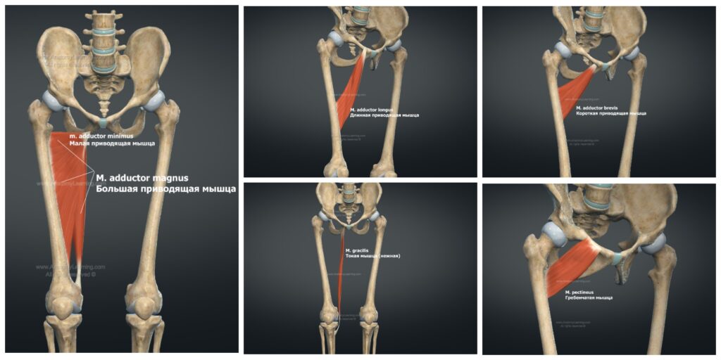 Muscules medial
