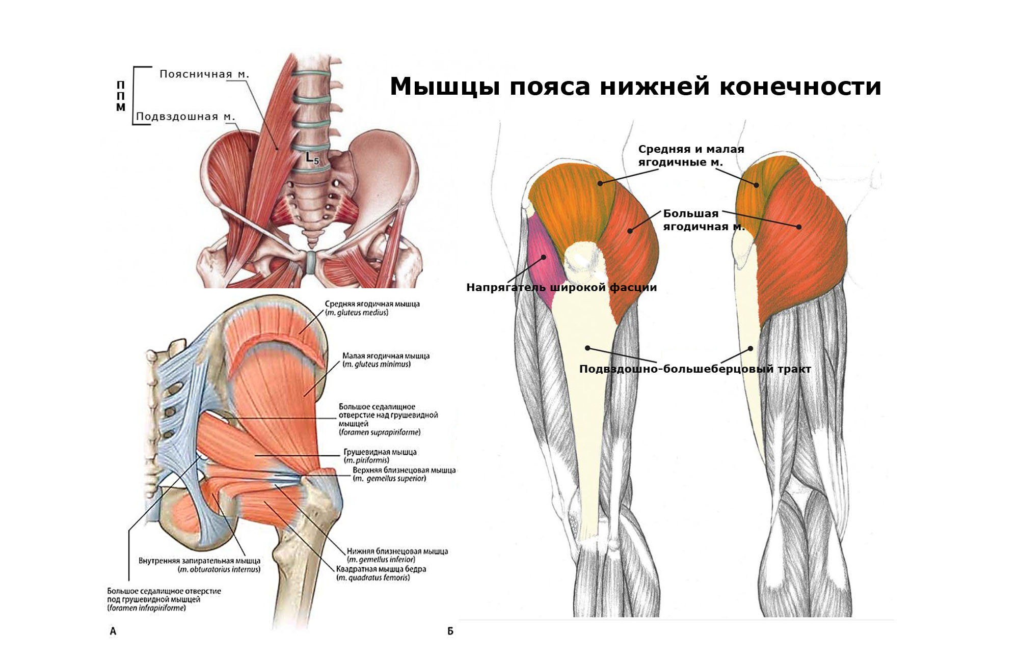Мышцы пояса нижней конечности: ключ к стабильности и легкому движению