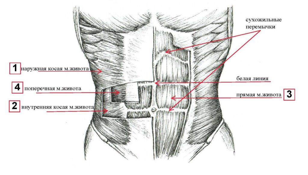 abdominal muscles