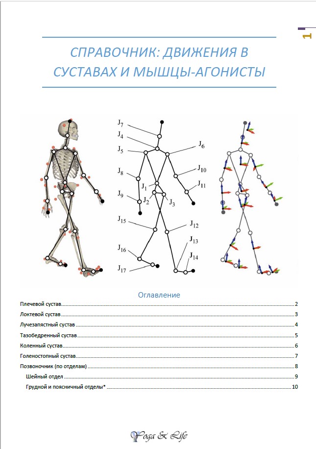 Muscules Guid