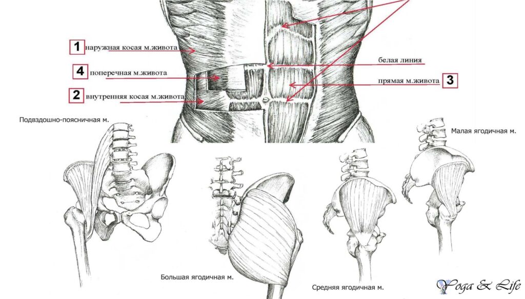 muscules1