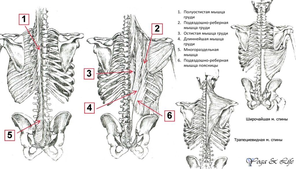 muscules2