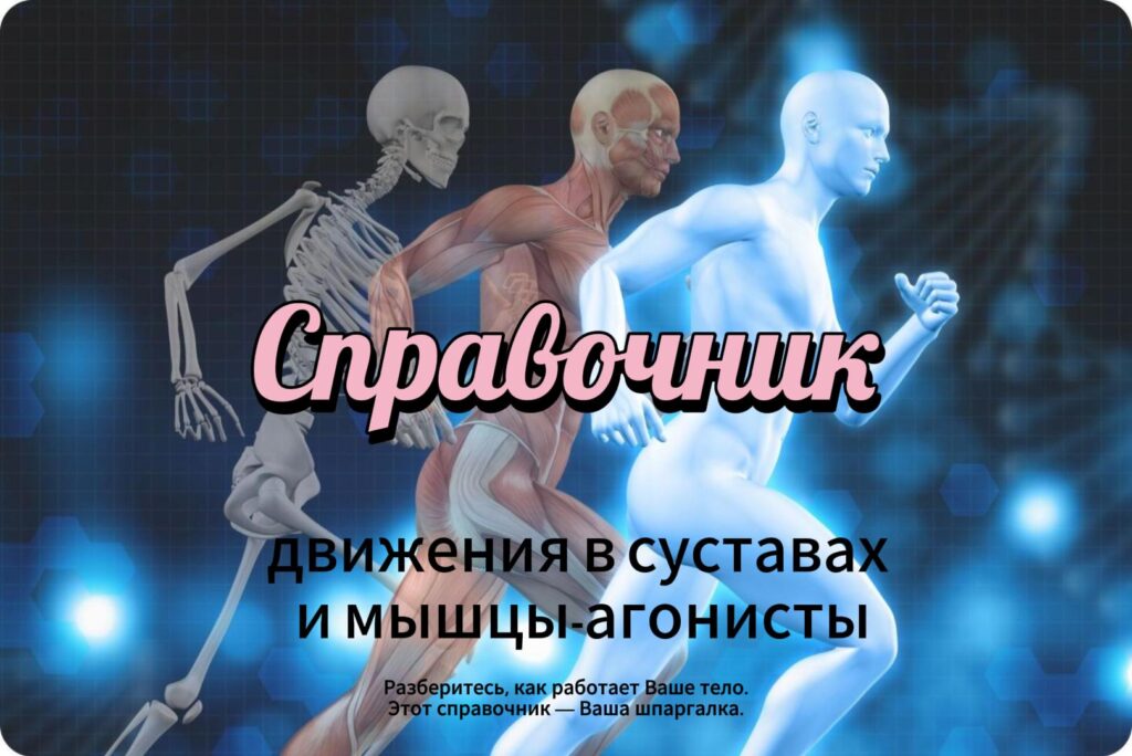 Справочник движения в суставах и мышцы агонисты