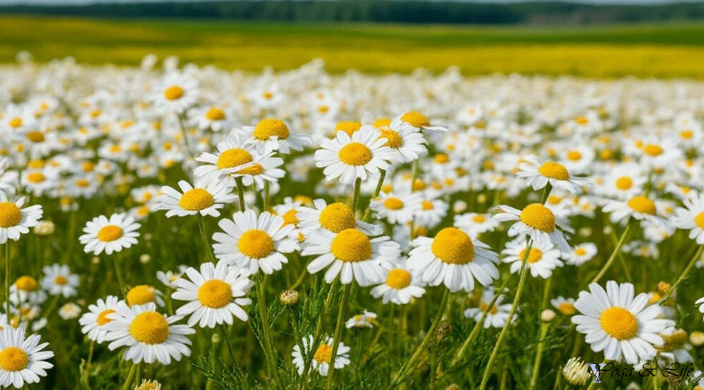 chamomile1